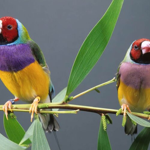 A Comprehensive Guide to Lady Gouldian Finch Care: Your Feathered Friends Deserve the Best