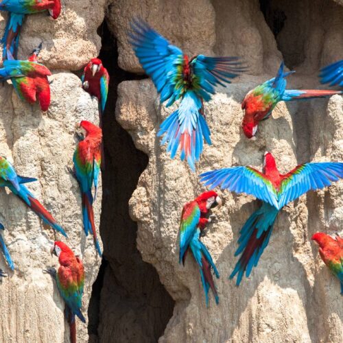 Clay-Feeding Macaws: Unraveling the Mystery Behind a Colorful Habit