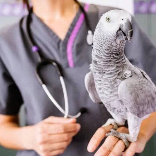 Soar to Wellness: The Critical Importance of Avian Vet Visits for Your Feathered Companion