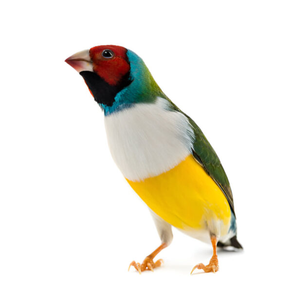 Close-up of a lady Gouldian finch with striking, multicolored feathers. The bird displays vivid hues of green, blue, red, and yellow, with a unique black face mask and a bright orange beak.