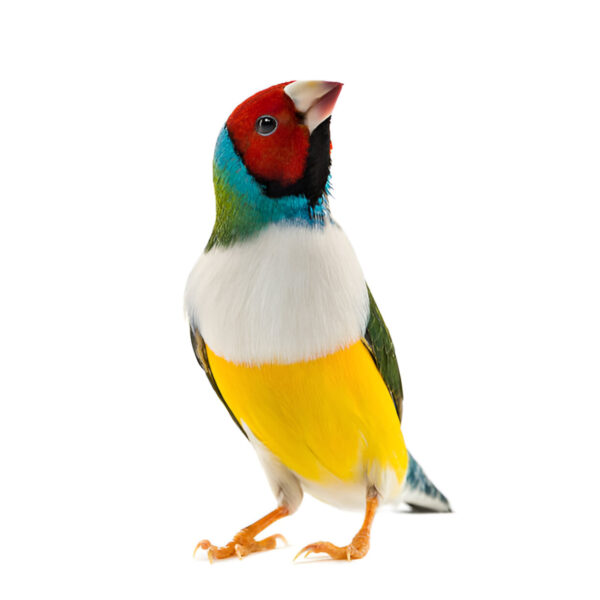 Colorful lady Gouldian finch perched on a branch. Its vibrant plumage features a mix of bright green, blue, red, and yellow feathers, with a distinctive black mask around its eyes.