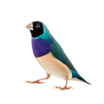 Lady Gouldian Finches